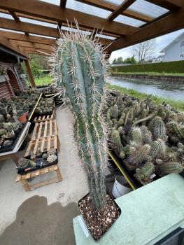 Pachycereus pringlei